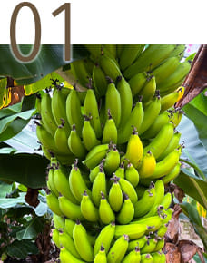 バナナ約60本分のカリウム