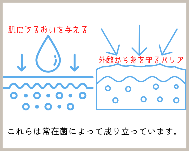 肌に潤いを与える・肌バリアを高めるには常在菌が鍵