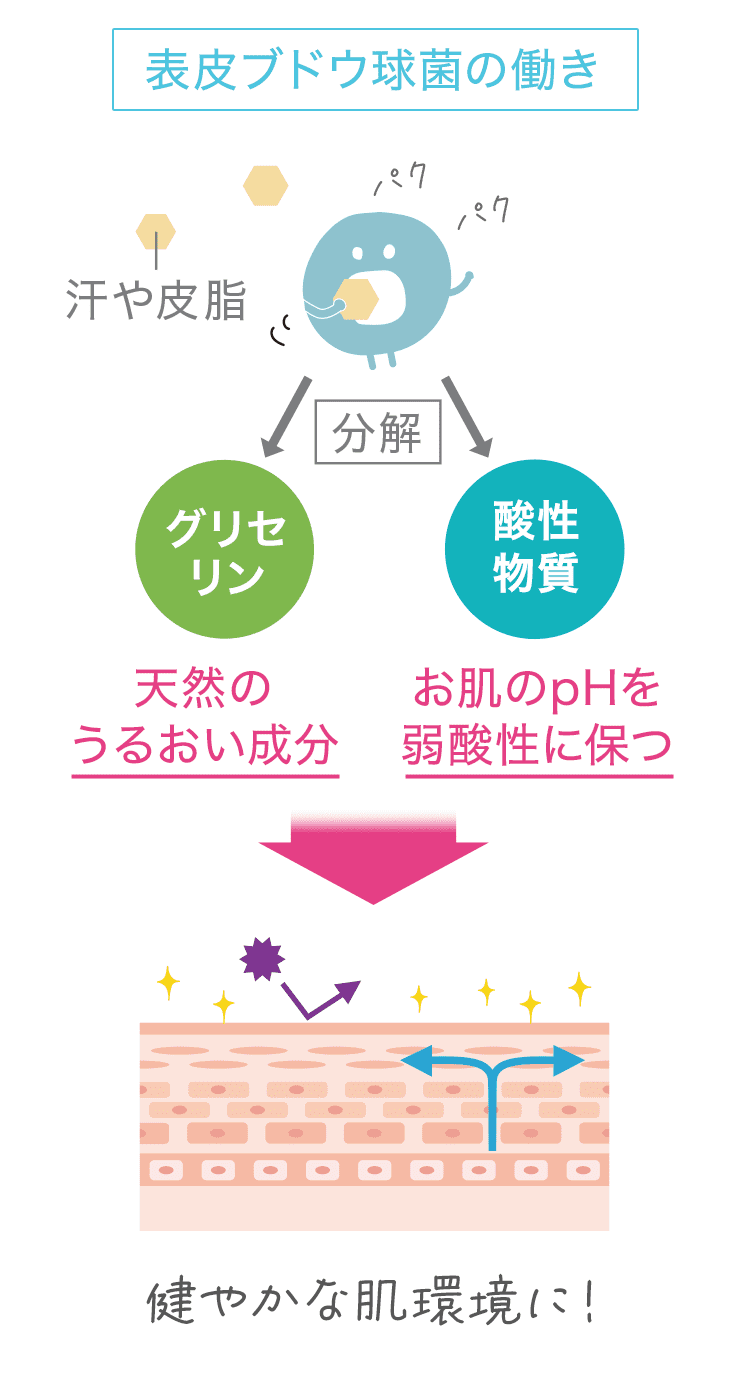 表皮ブドウ球菌は別名美肌菌