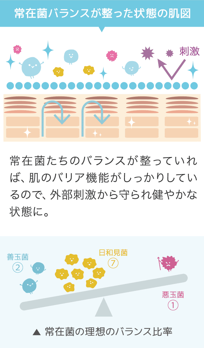 善玉菌が優位な肌は皮膚常在菌のバランスが整っていて健やかな状態