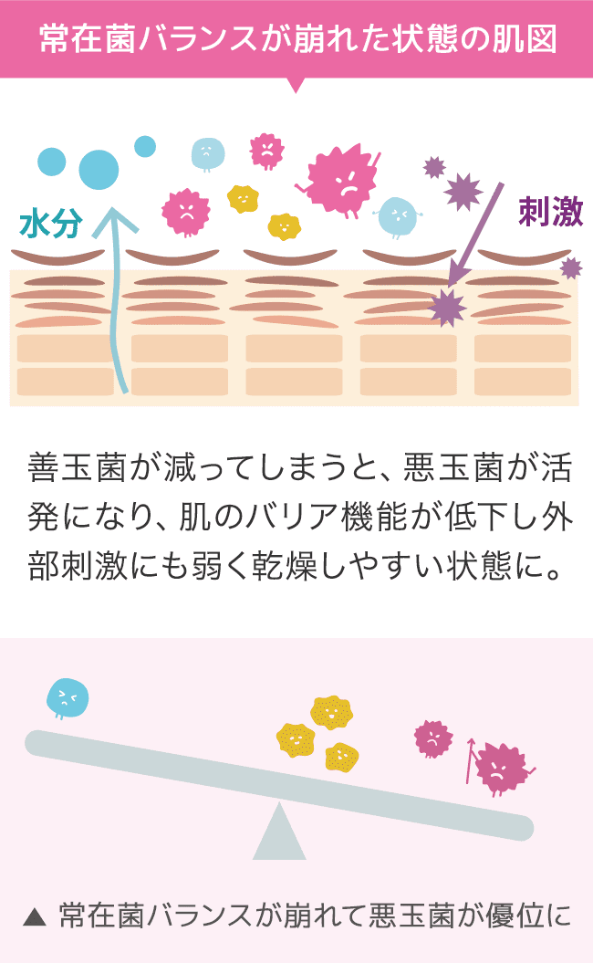 悪玉菌が優位な肌は皮膚常在菌のバランスが崩れていてバリア機能は低下状態